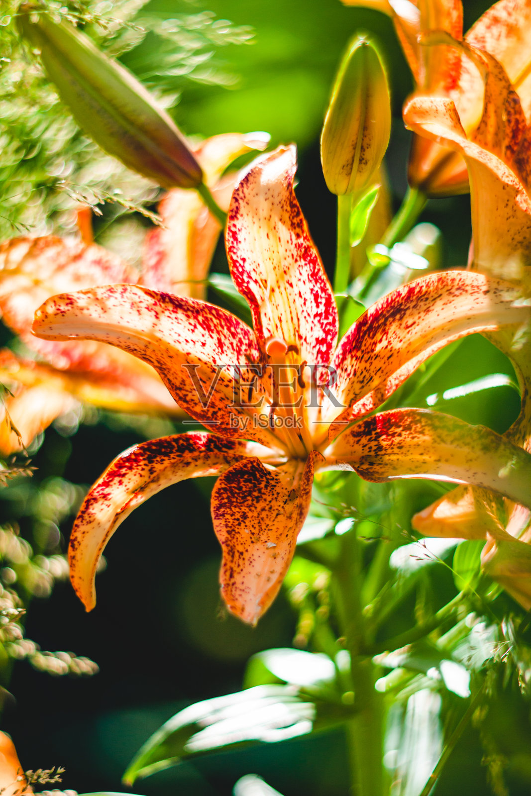 橙色百合的特写照片摄影图片