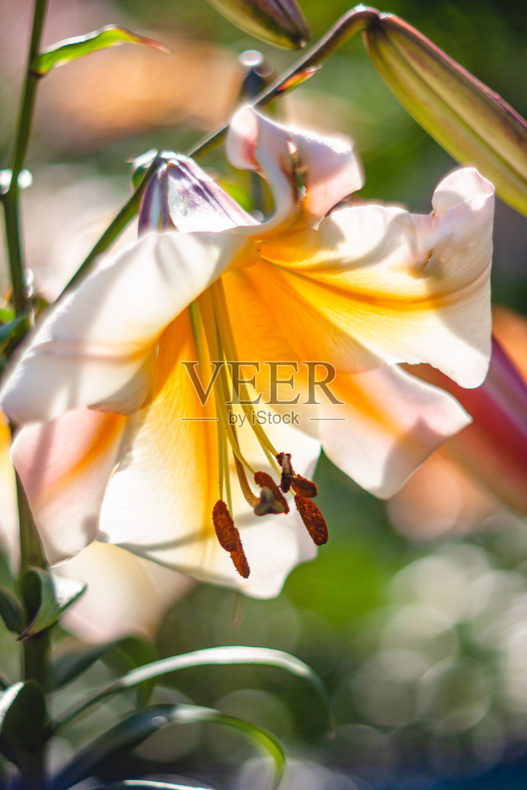 近距离的白色皇家百合照片摄影图片