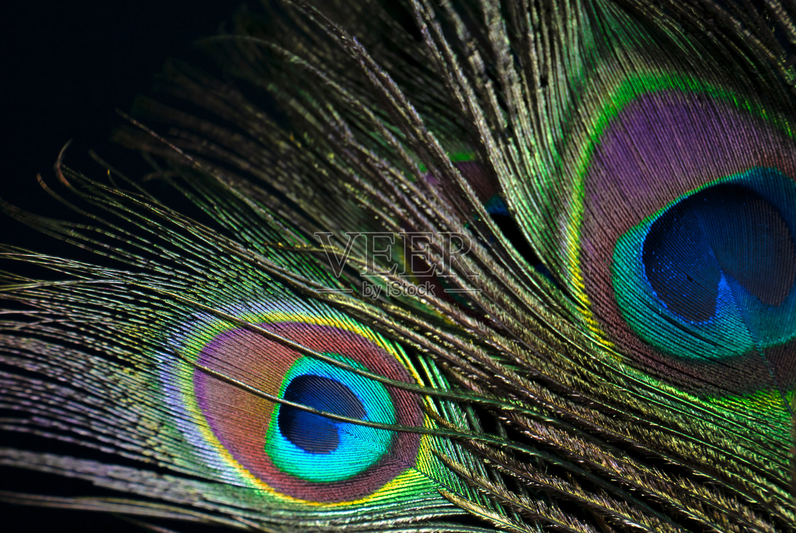 美丽多彩的孔雀羽毛在黑暗中。羽毛的背景。照片摄影图片