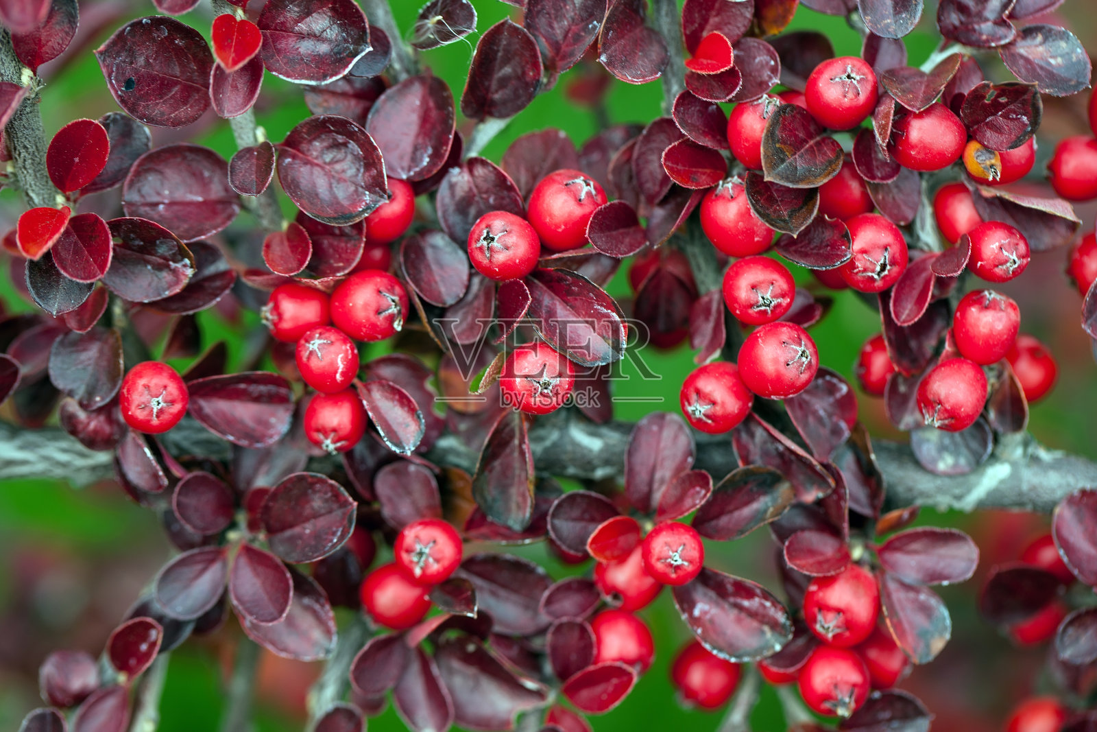 公园里鲜红的熊果浆果。照片摄影图片