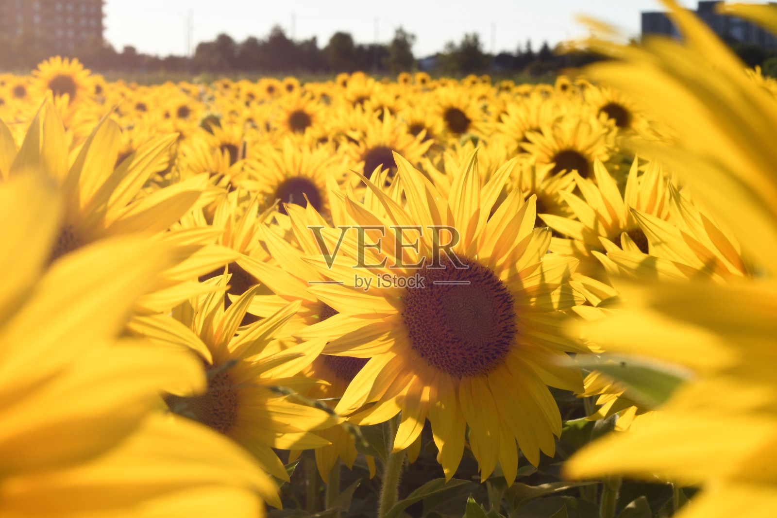 向日葵照片摄影图片