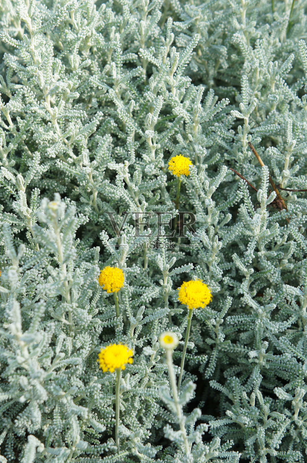 印加棉或棉薰衣草绿色植物照片摄影图片