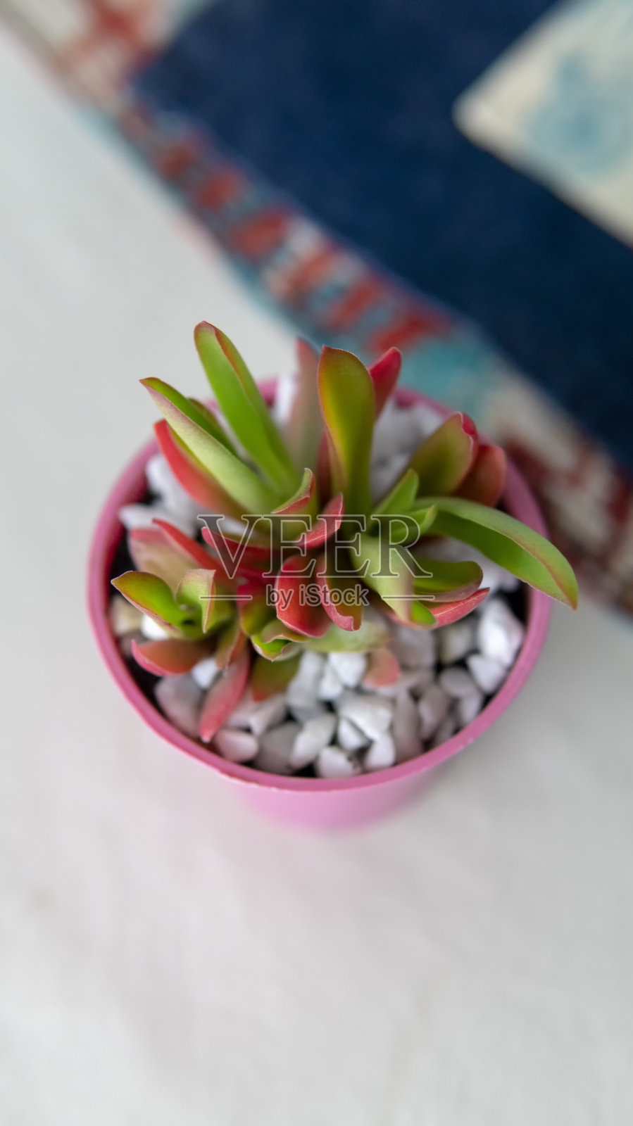 小的装饰性肉质植物照片摄影图片