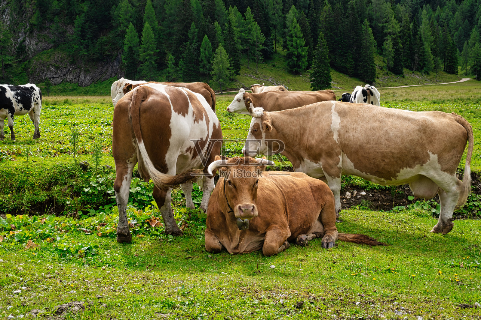 有角的山地牛照片摄影图片