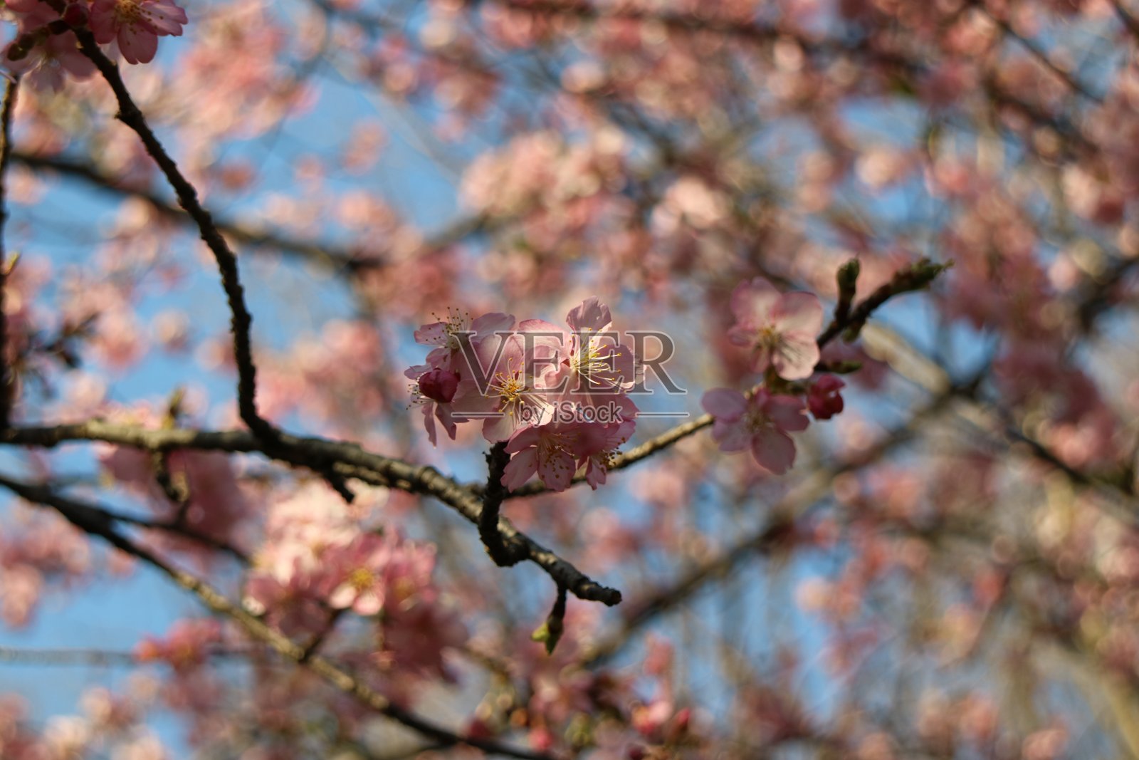 樱花照片摄影图片