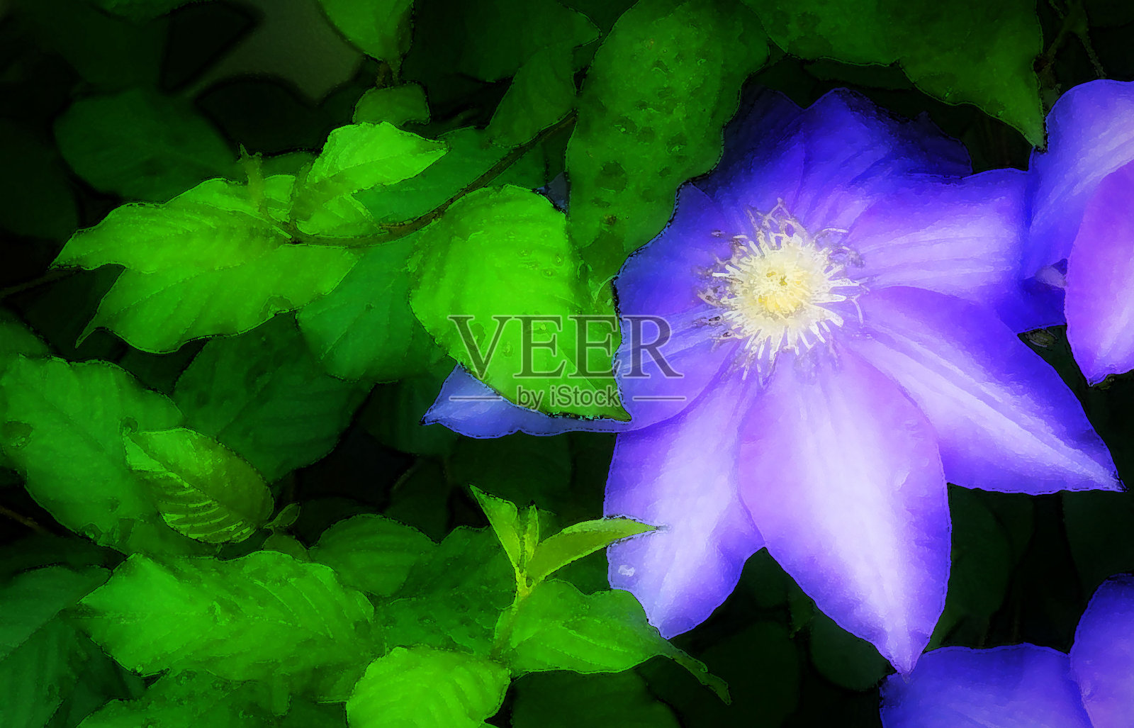 铁线莲照片摄影图片