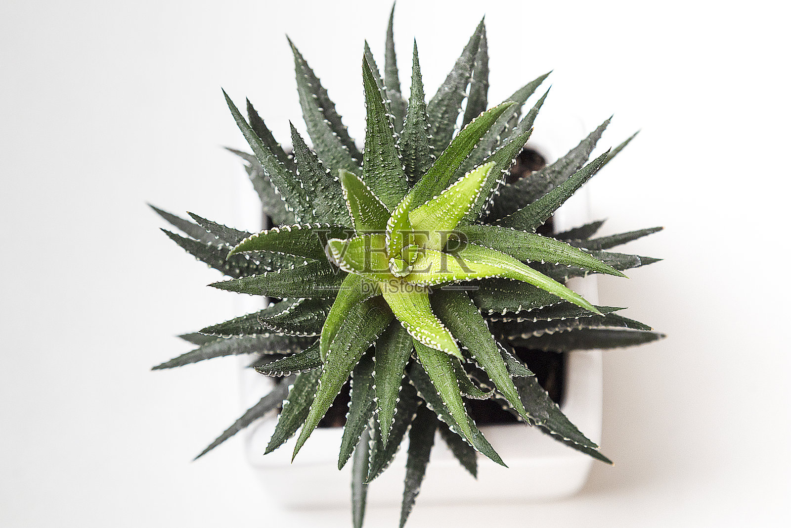 仙人掌绿色植物在陶罐顶视图孤立在白色的背景照片摄影图片