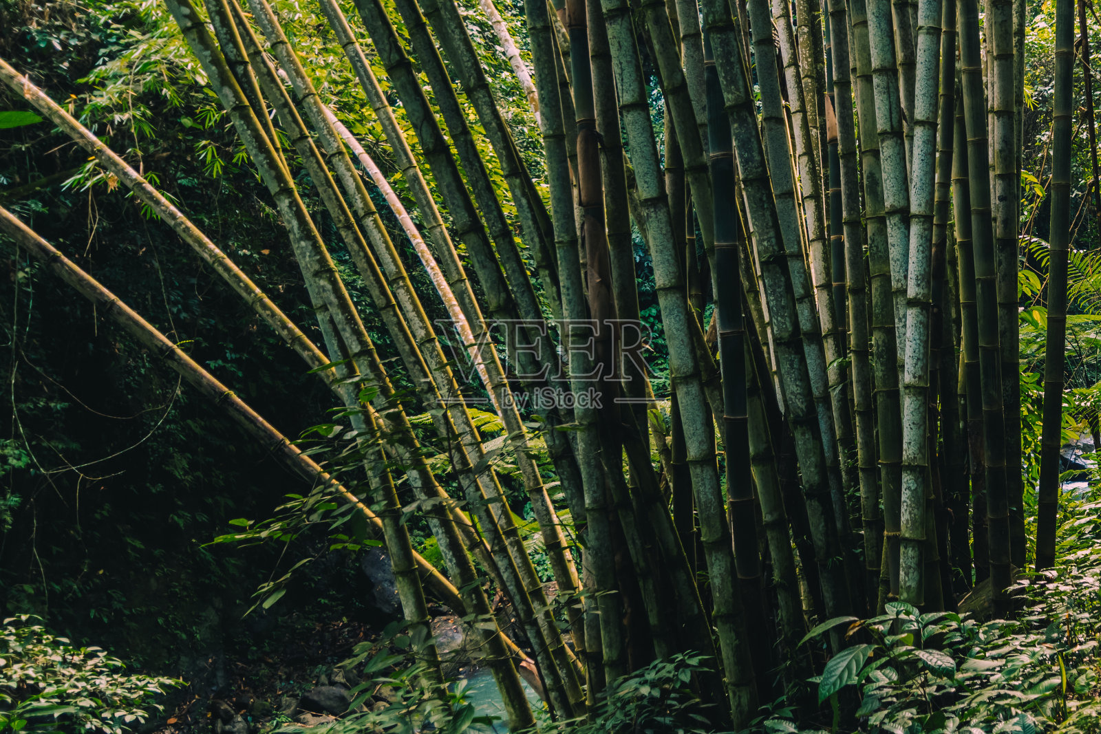 菲律宾尼格罗斯东方自然之旅照片摄影图片