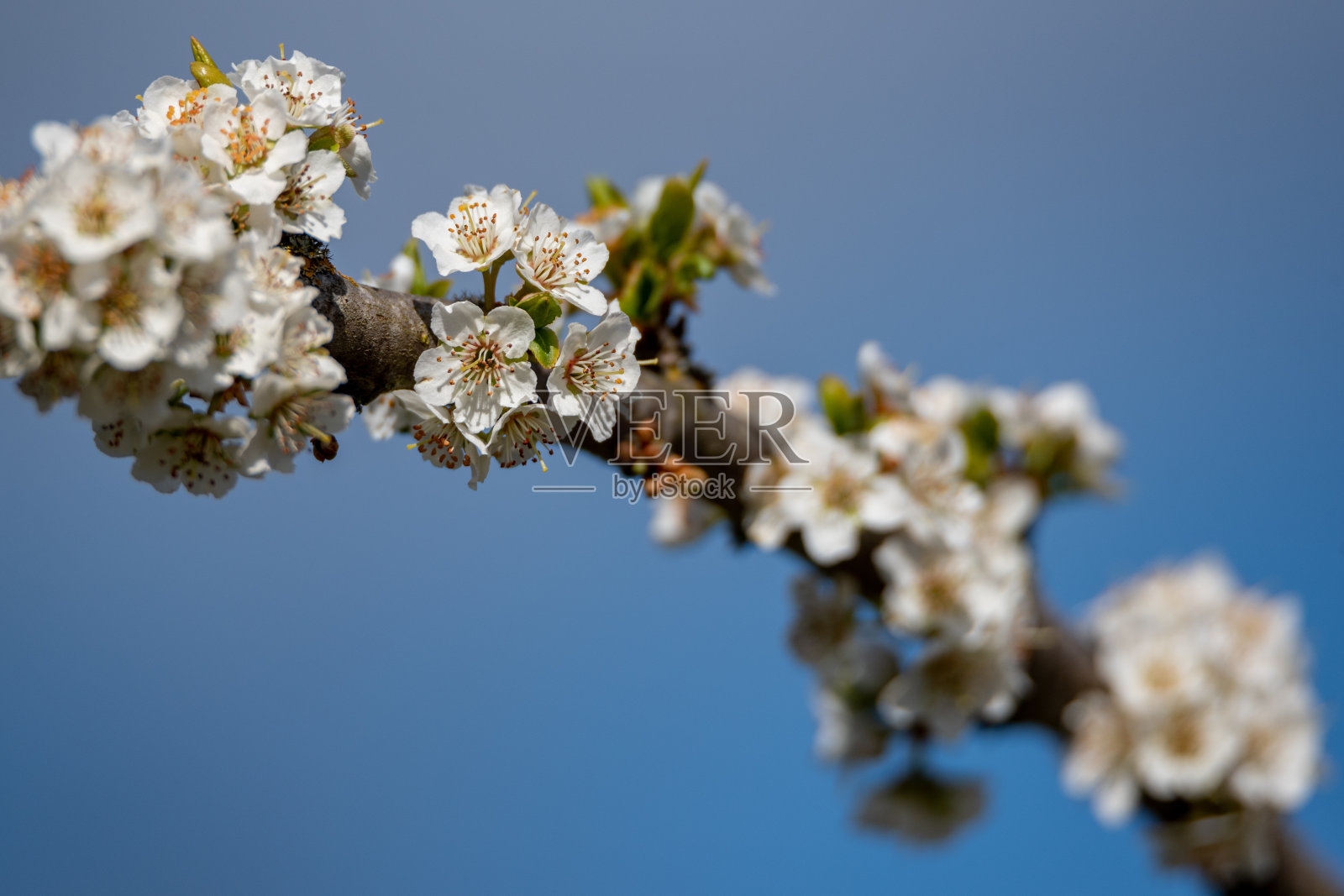 开花的树枝。照片摄影图片