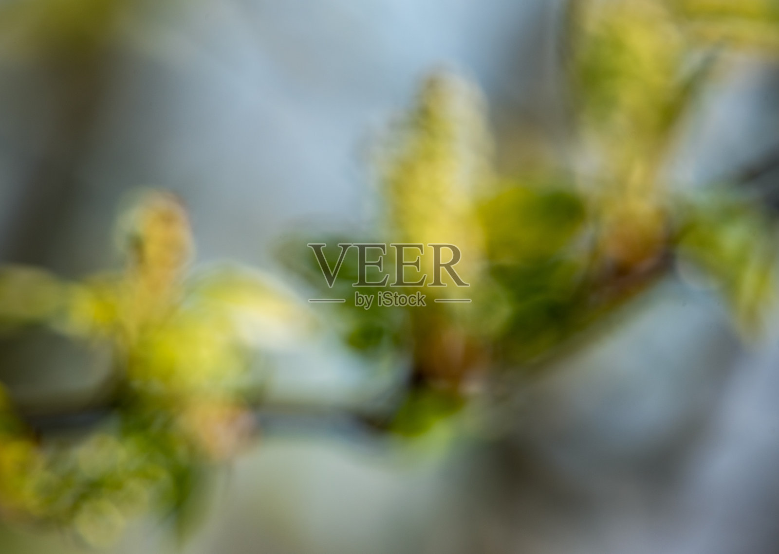 抽象的散焦的分支。照片摄影图片