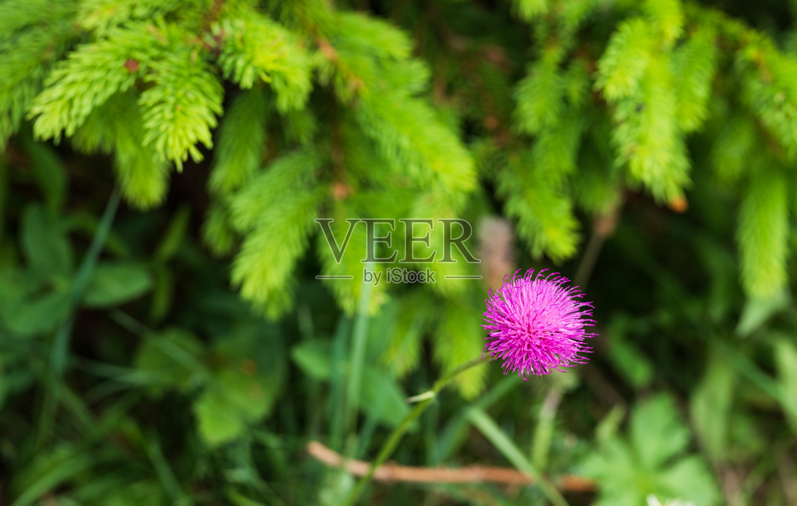 阿尔卑斯山的花，白云石，意大利照片摄影图片