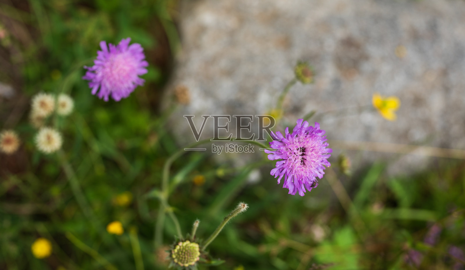 阿尔卑斯山的花，白云石，意大利照片摄影图片