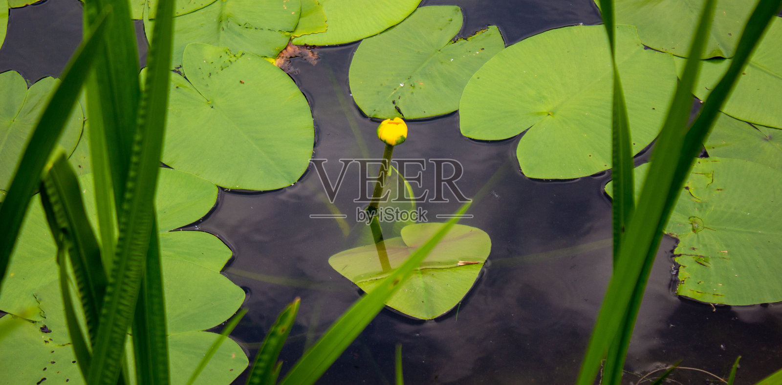 黄色的睡莲在森林湖面上。的概念。和平的天性。照片摄影图片