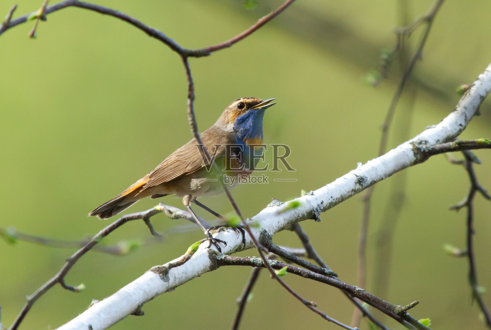 蓝喉(Luscinia svecica)的分支照片摄影图片