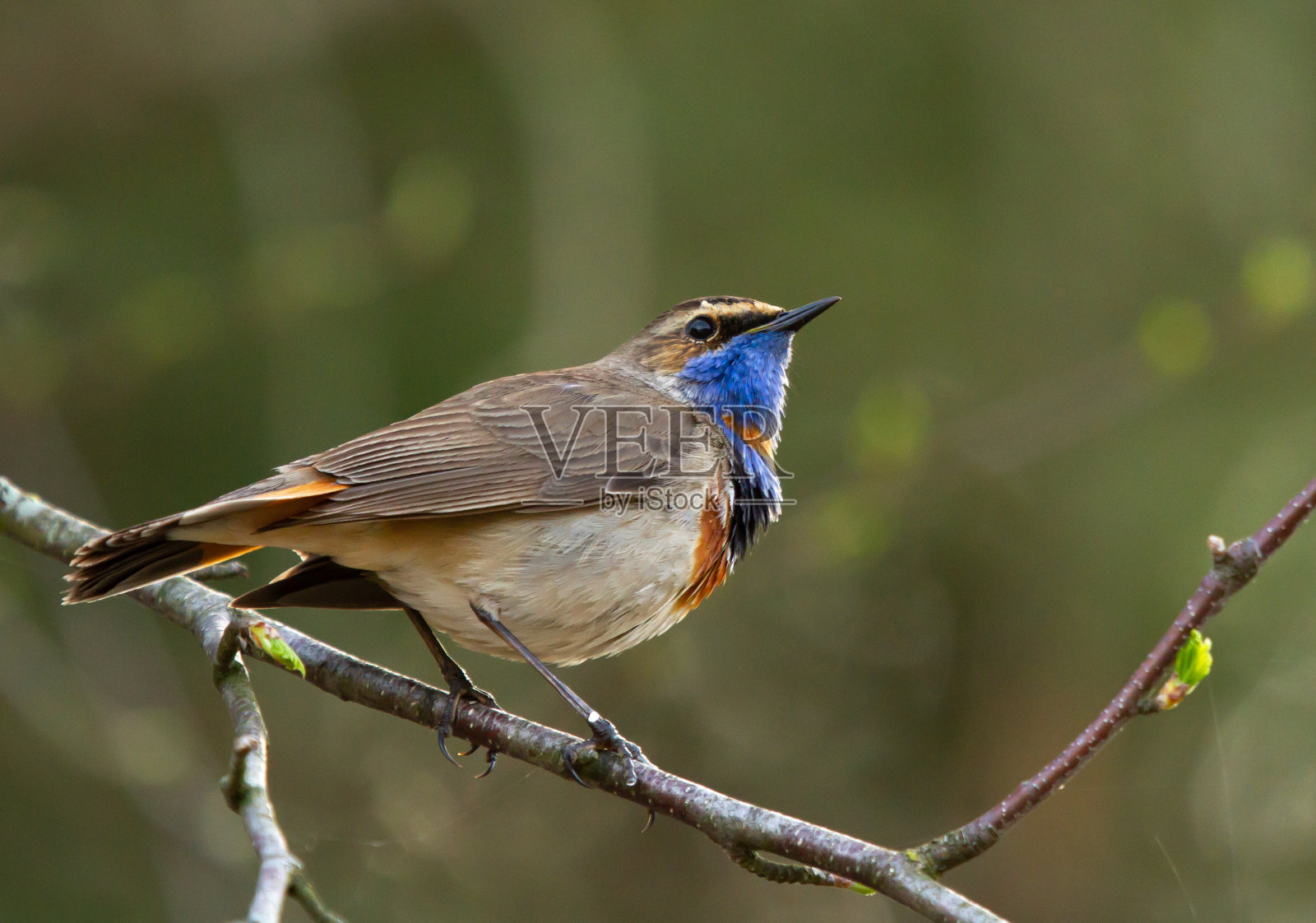 蓝喉(Luscinia svecica)的分支照片摄影图片