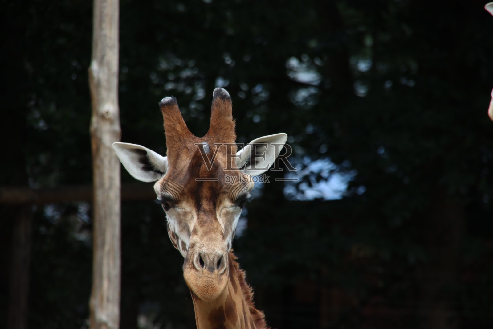 荷兰Ouwehand动物园的罗斯柴尔德长颈鹿照片摄影图片