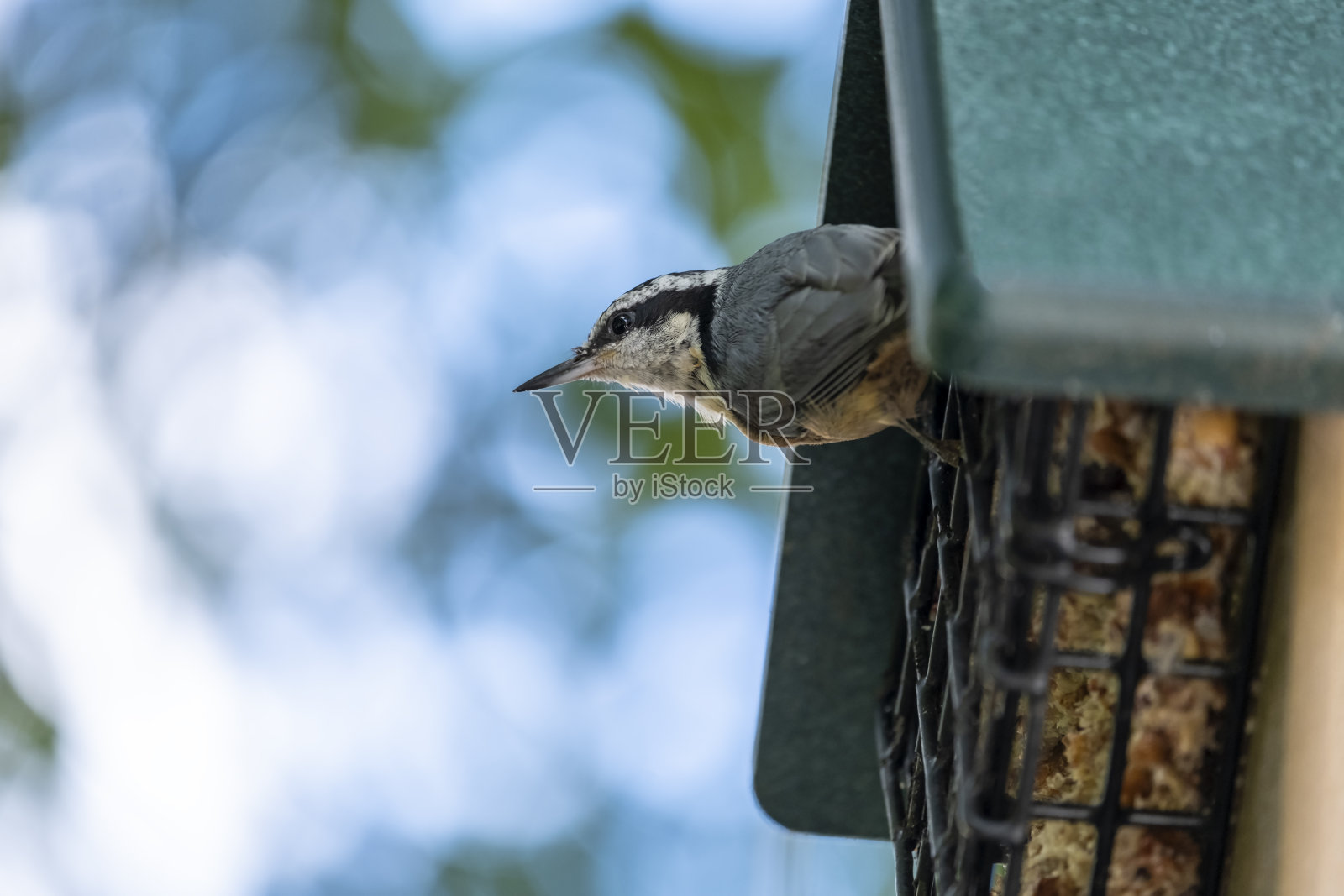 正在吃种子蛋糕的红胸五倍子照片摄影图片