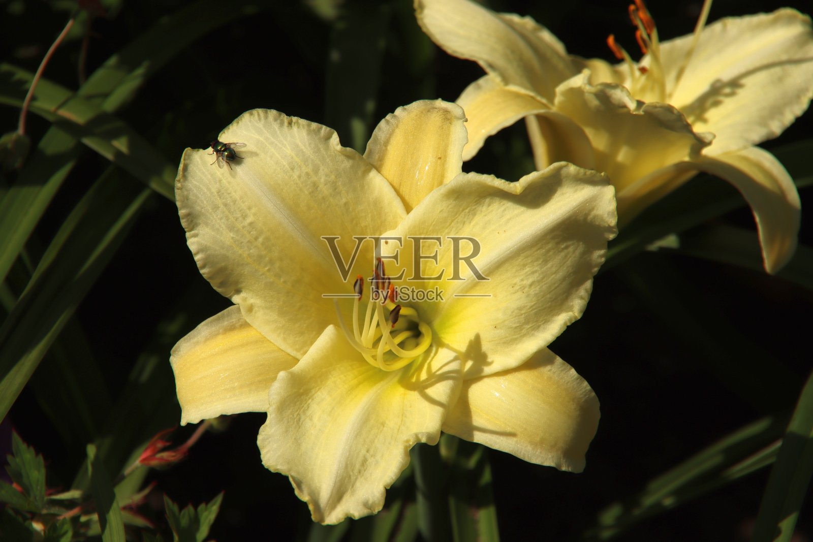 公园里有黄色的百合花照片摄影图片