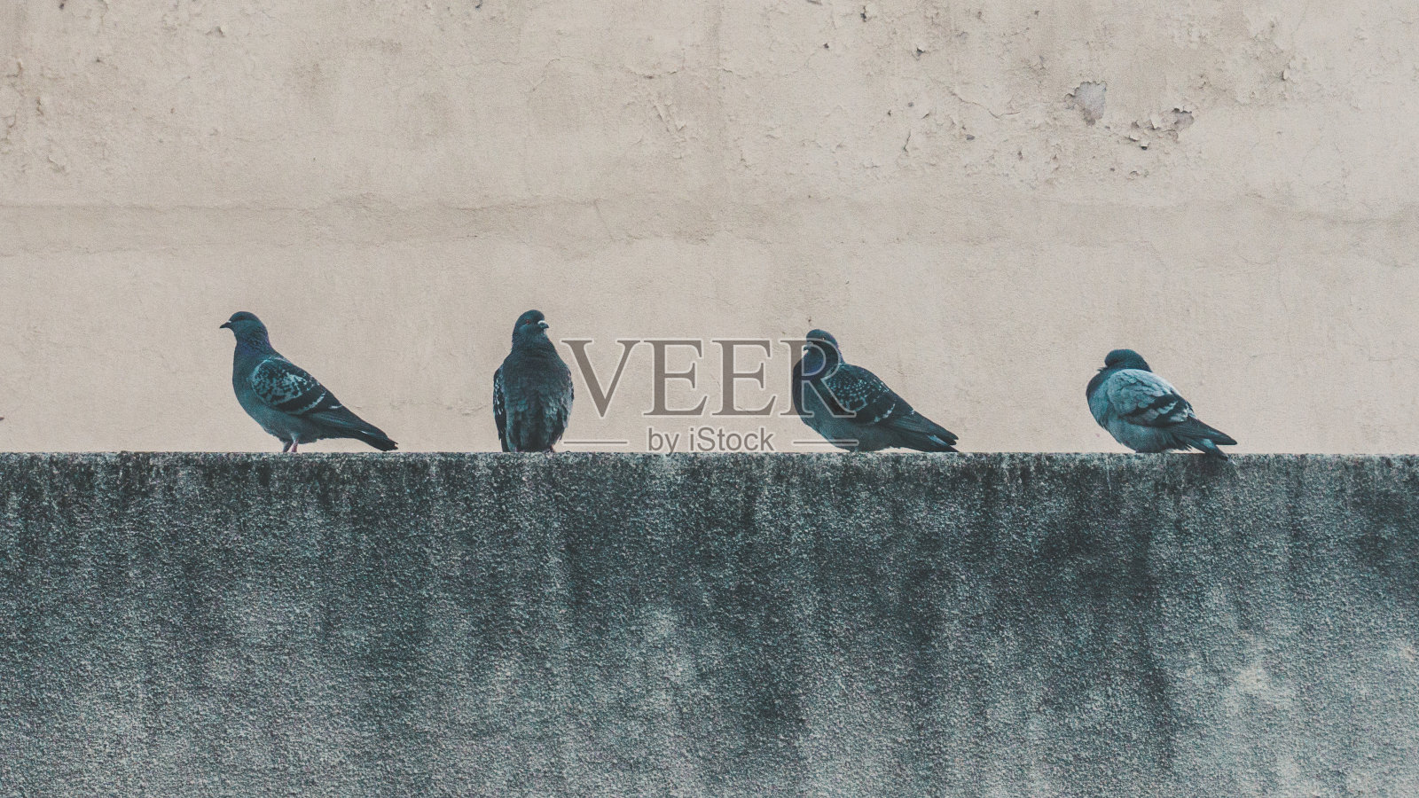 四个鸽子照片摄影图片