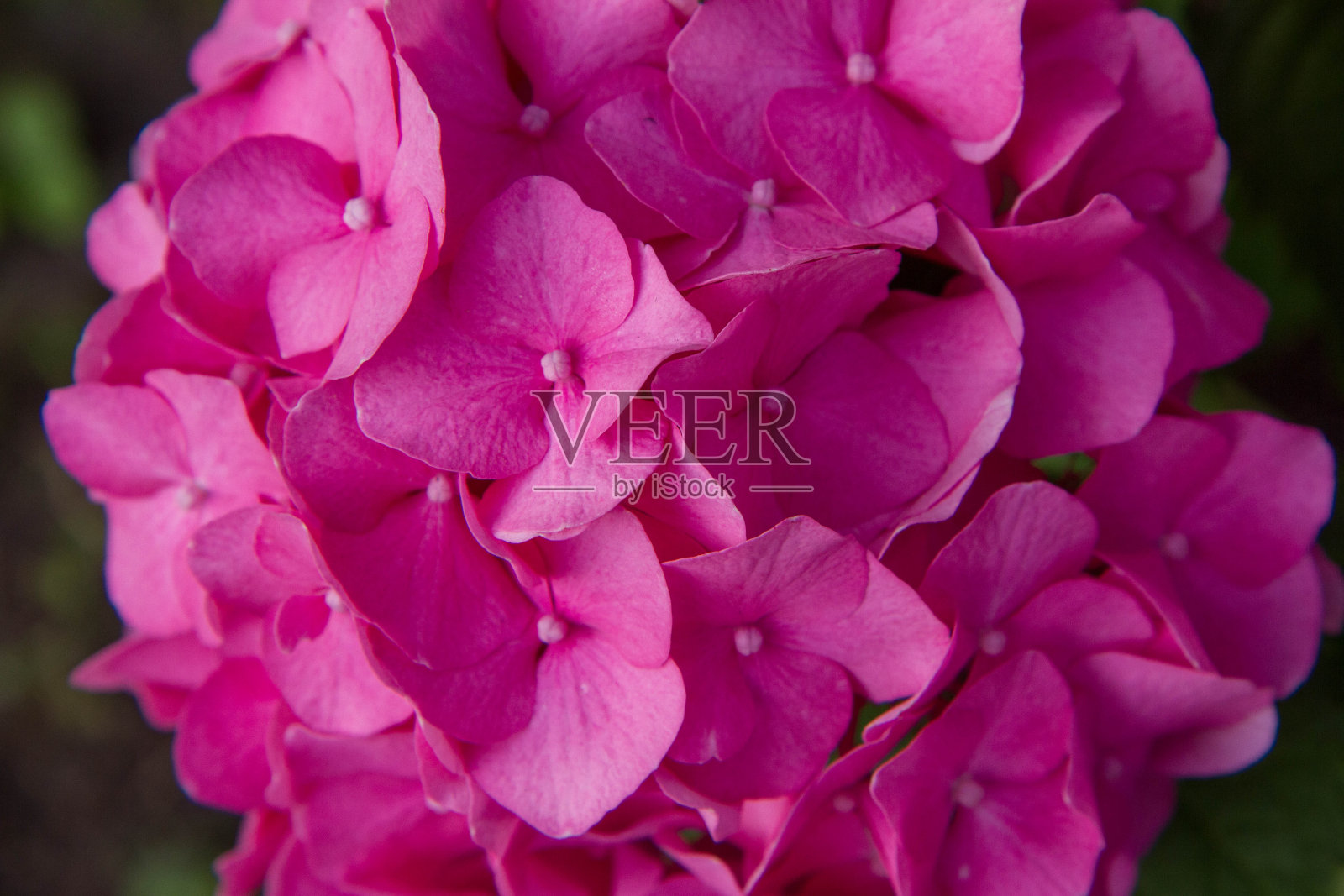 绣球花粉色花朵照片摄影图片