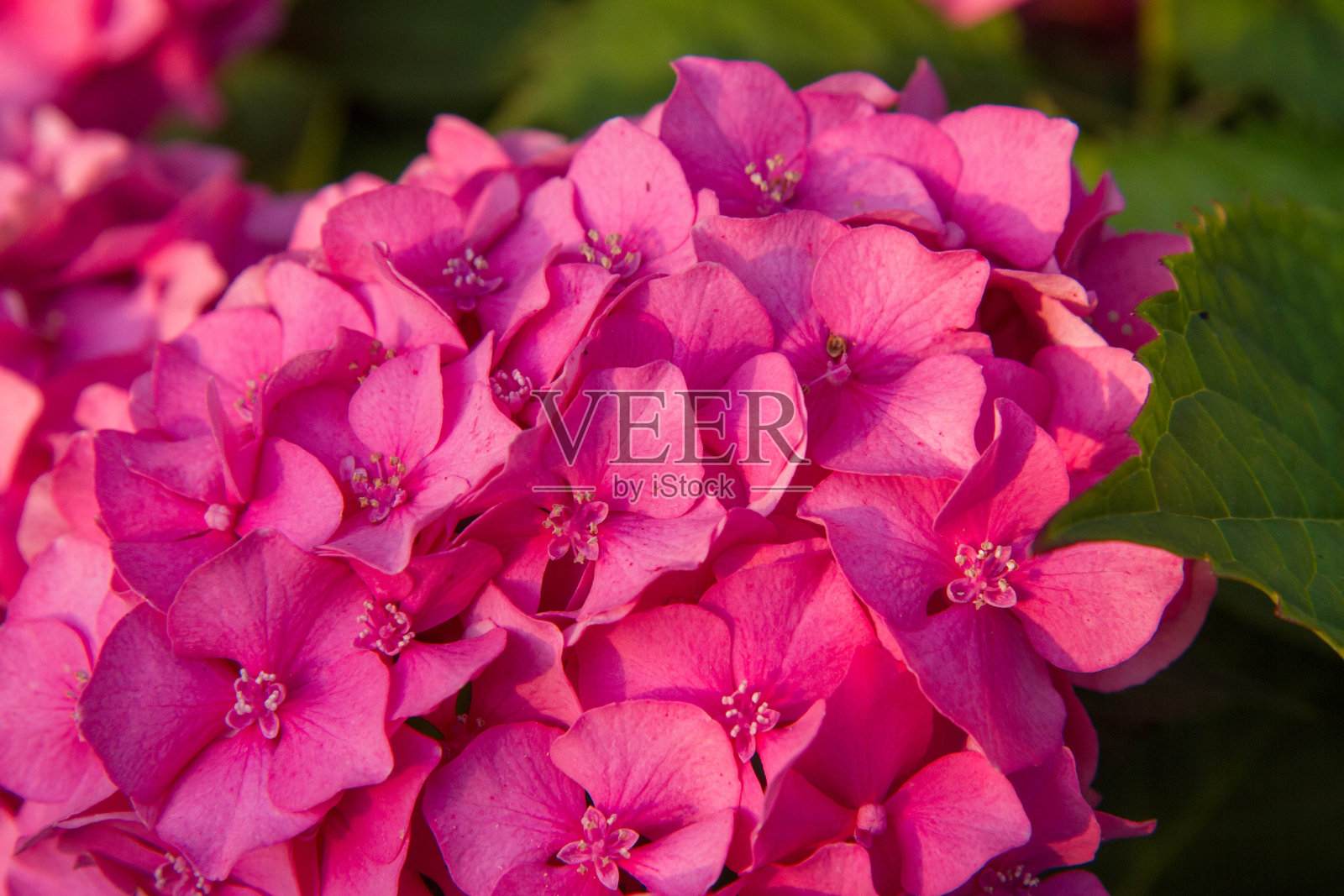 绣球花粉色花朵照片摄影图片