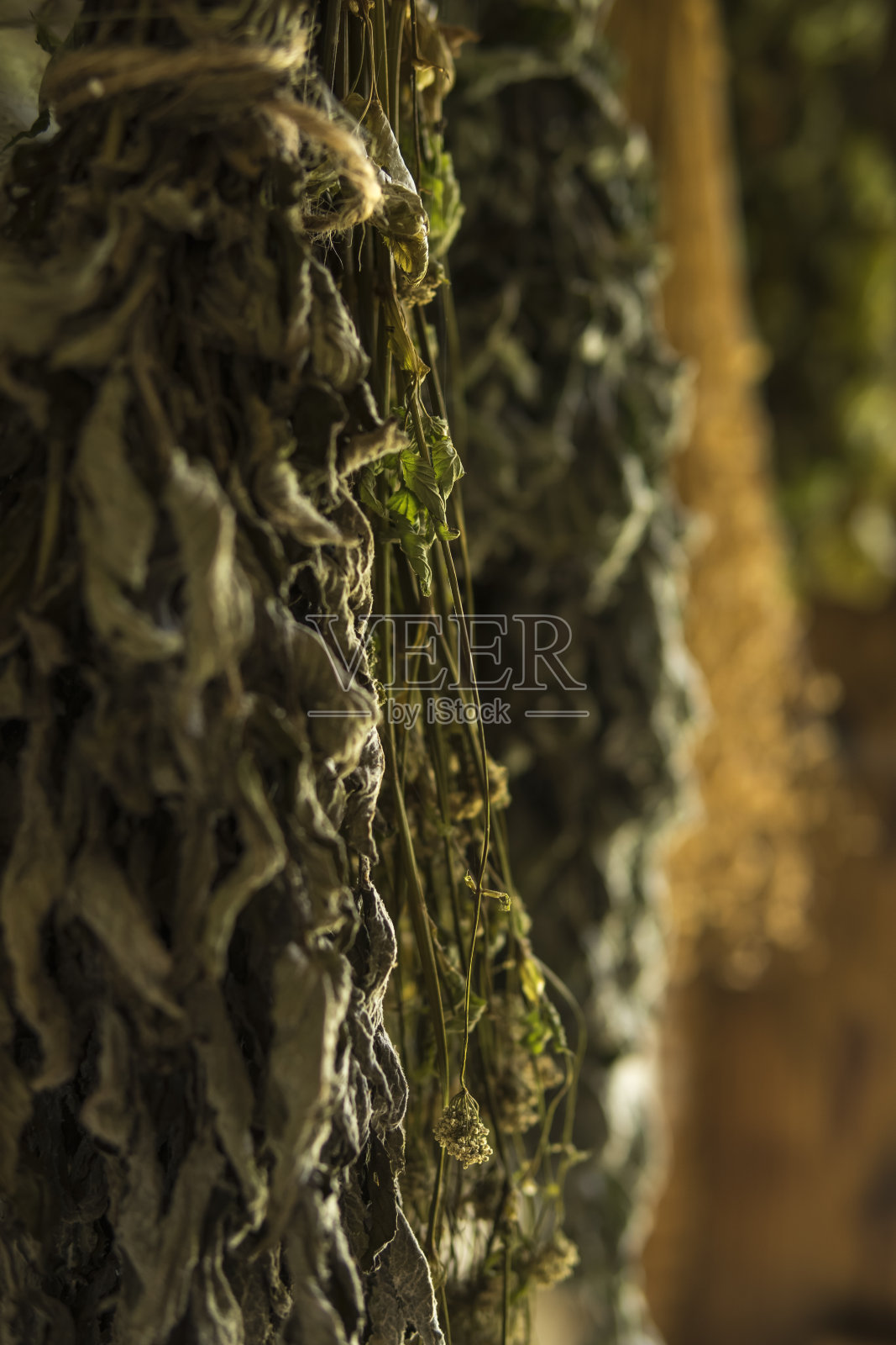 墙上挂着干药草照片摄影图片