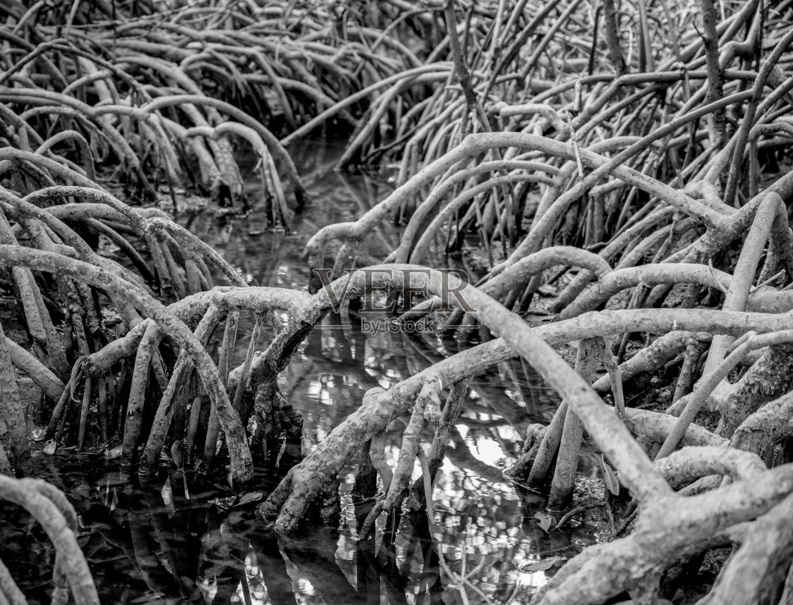 红树根黑色和白色照片摄影图片