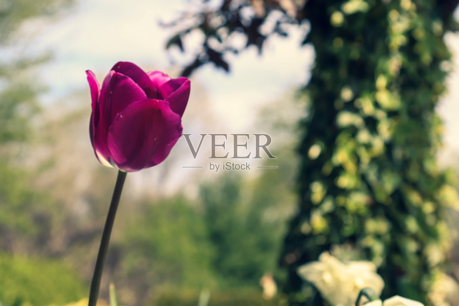 孤独的紫色郁金香与选择性焦点照片摄影图片