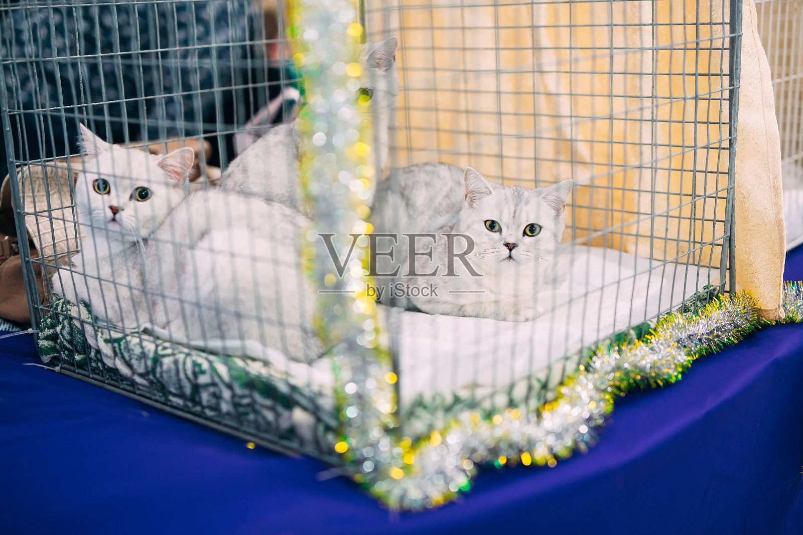 猫展览会：精心打理的纯种猫照片摄影图片