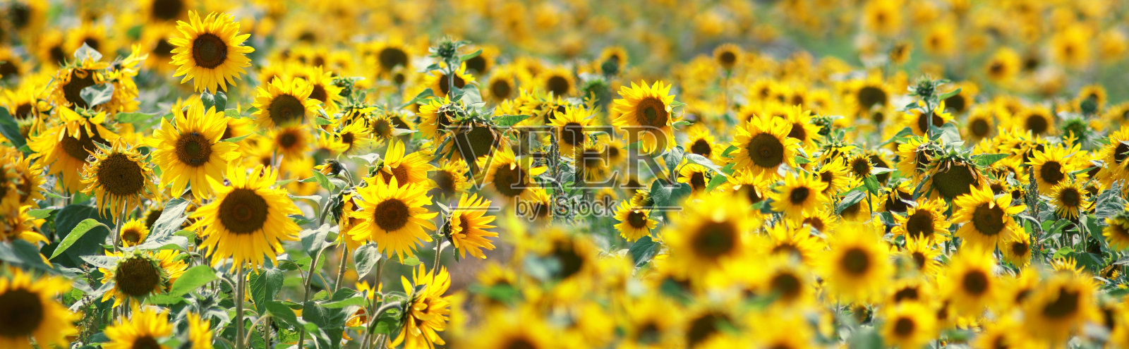 田野上盛开的向日葵在背景蓝色的天空照片摄影图片