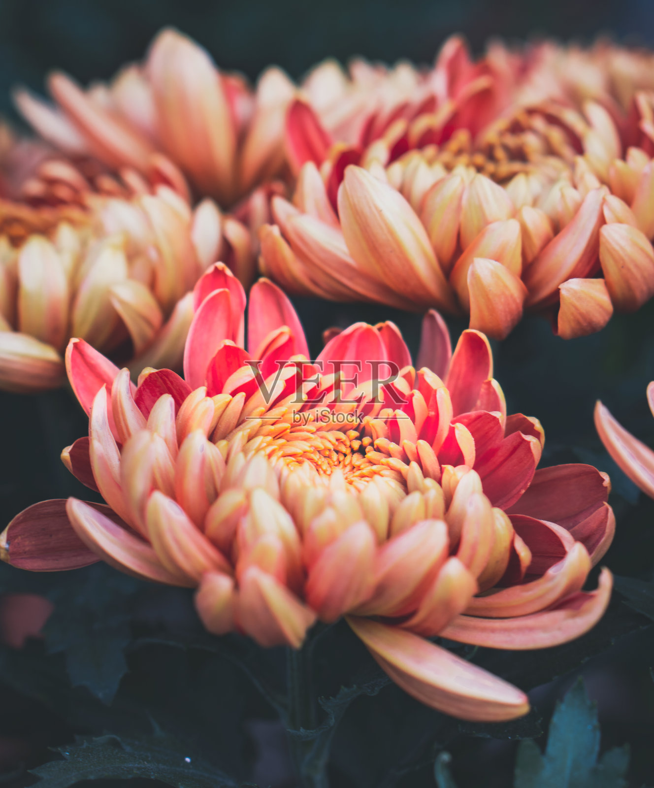 素食照片摄影图片