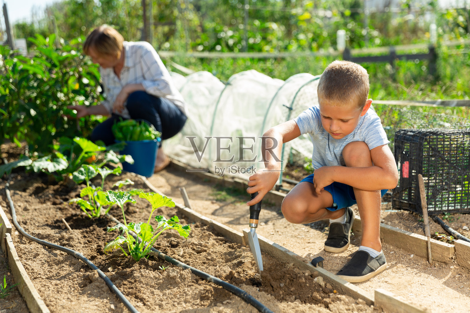 祖母和孙子在一个甜椒种植园工作照片摄影图片
