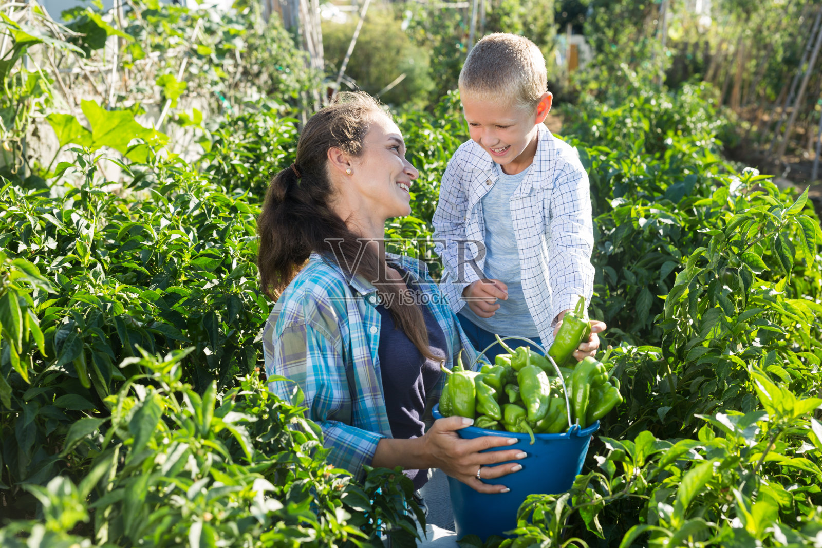 女人和儿子在收割辣椒照片摄影图片
