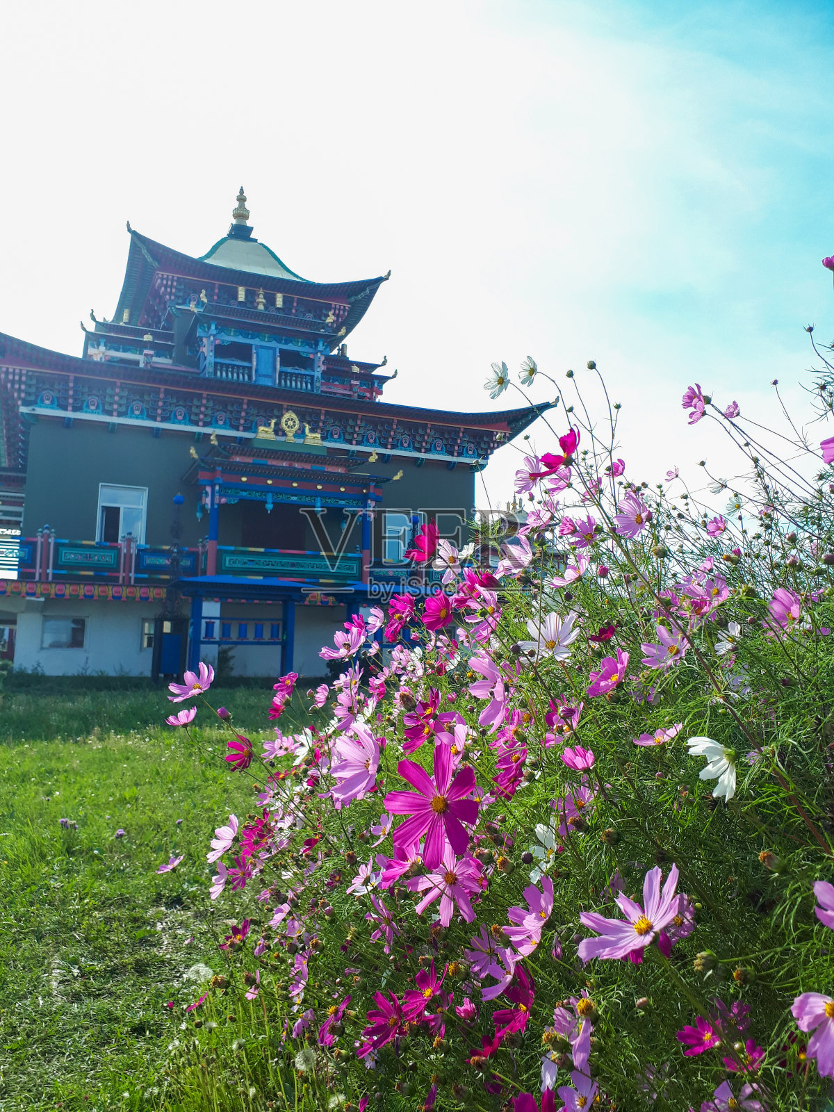 花坛上用宇宙花、粉紫色的向日葵家族在夏天在宗教佛寺的地方照片摄影图片