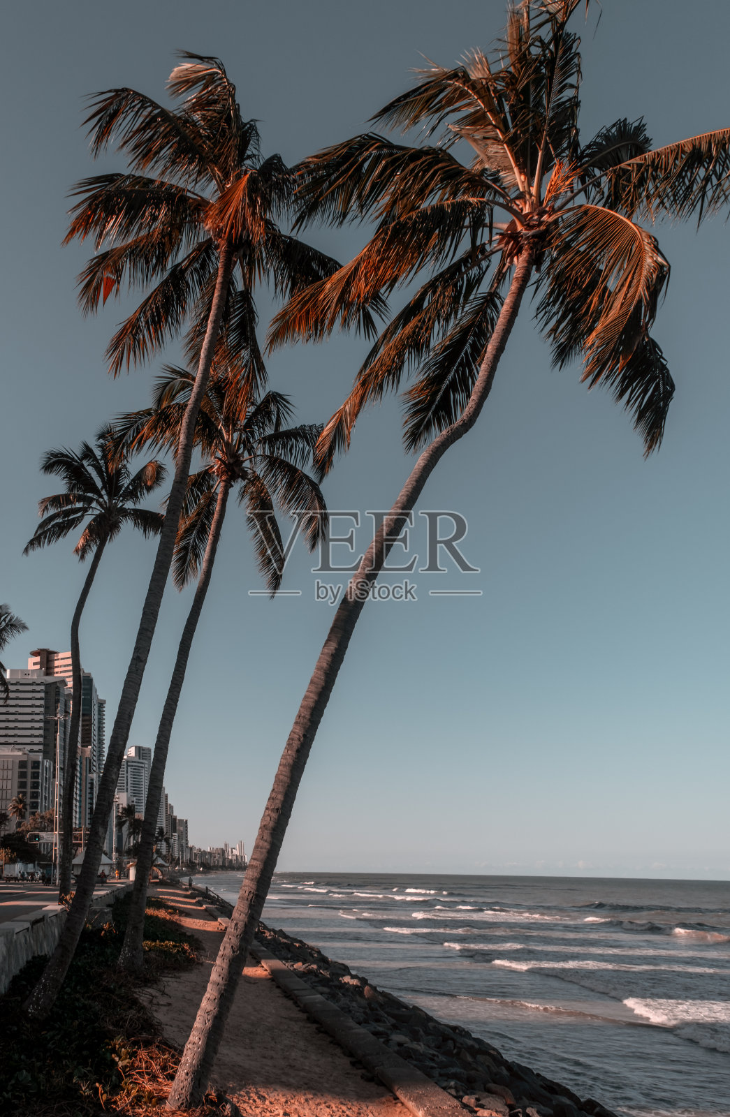 来自波亚维亚基姆海滩的椰子树照片摄影图片