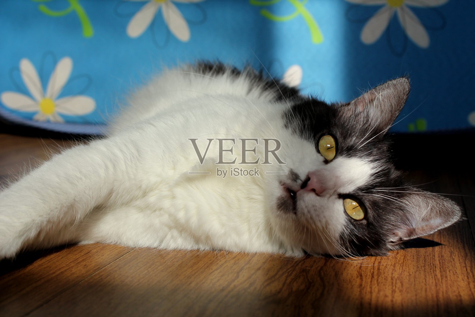 一只猫躺在木地板上照片摄影图片