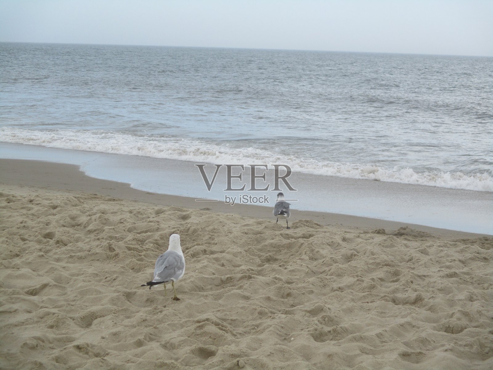 暑假在海洋城，下午在海滩上看鸟照片摄影图片