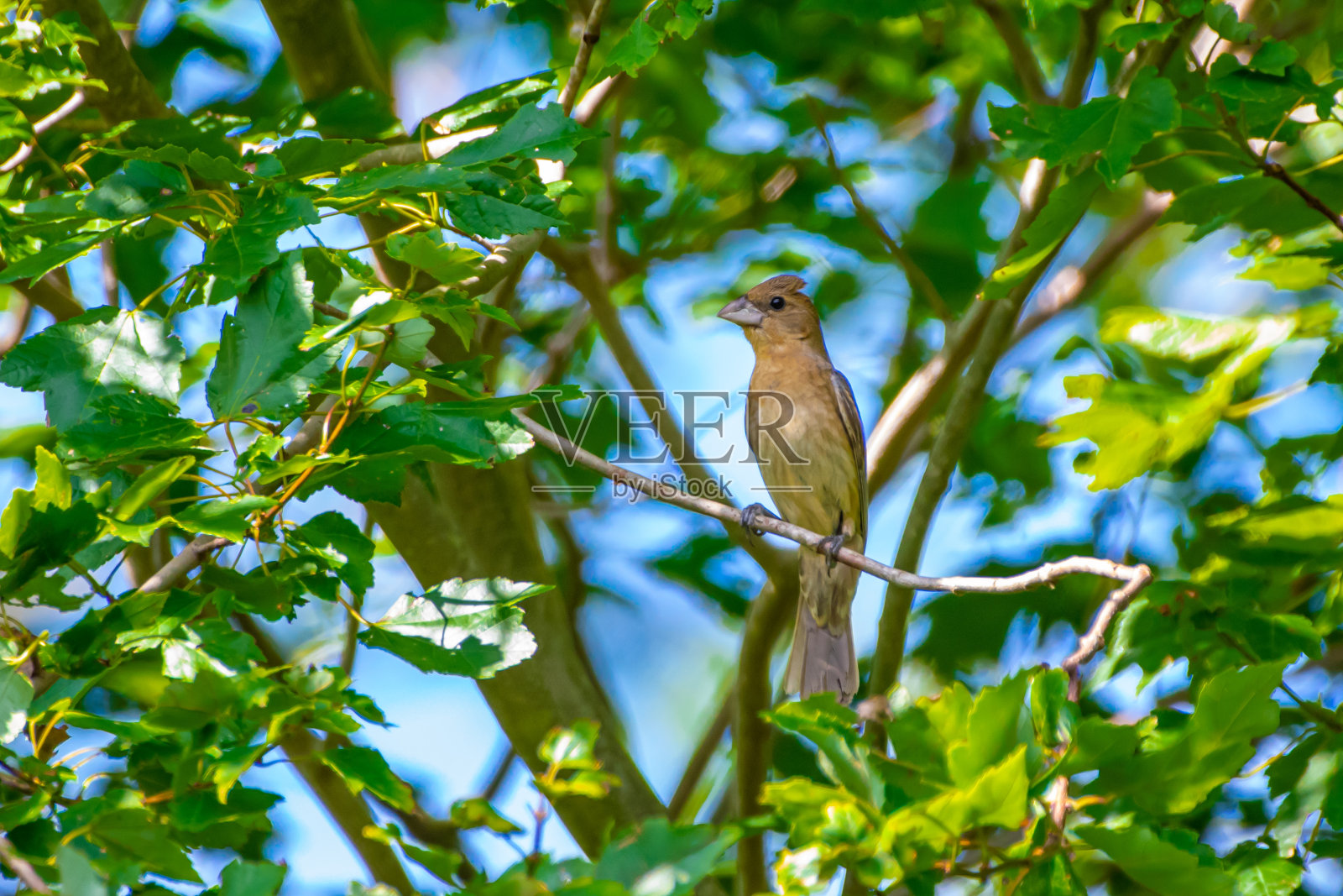雌蓝雀栖息在树上照片摄影图片