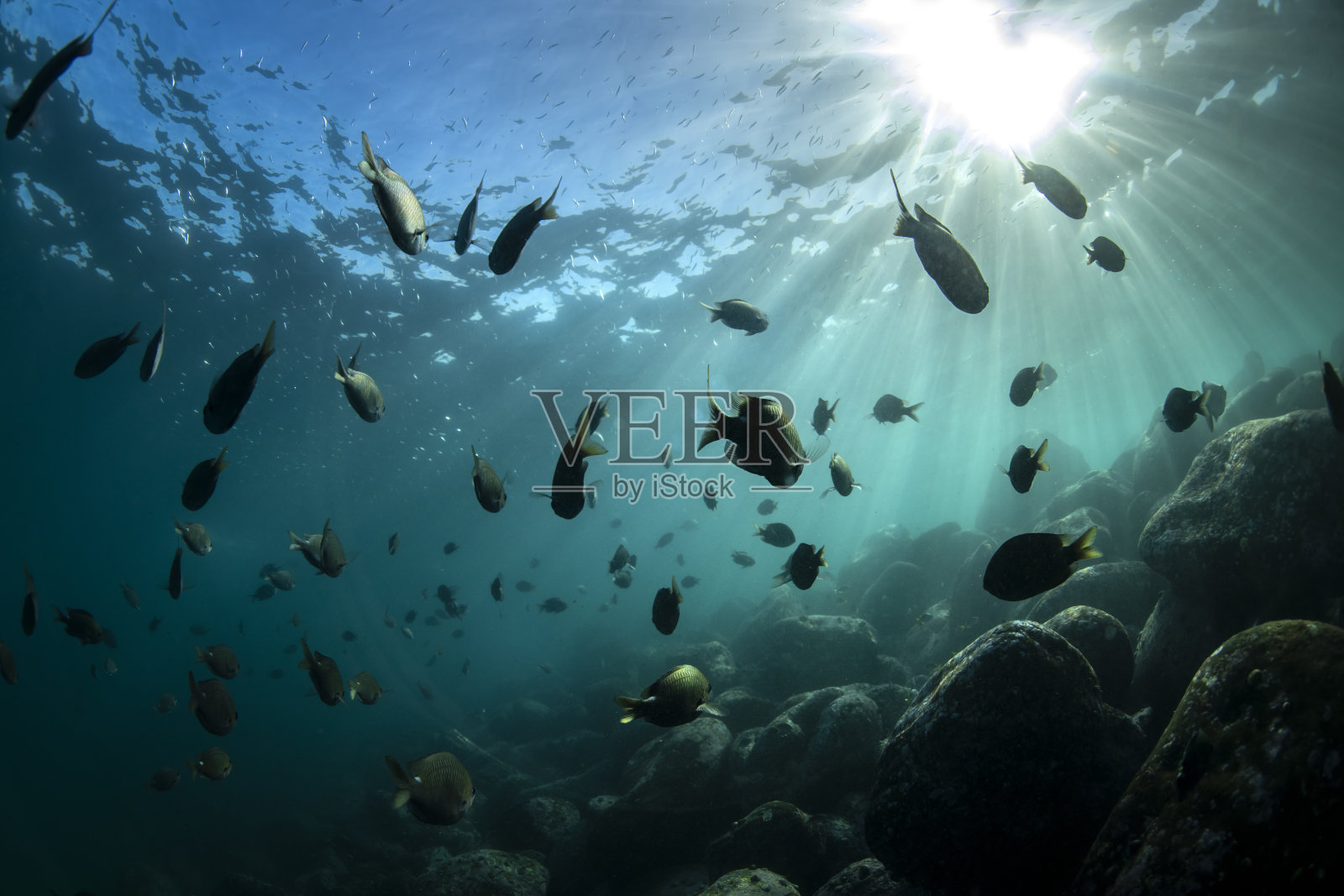 一群鱼儿在清澈的水中游泳照片摄影图片