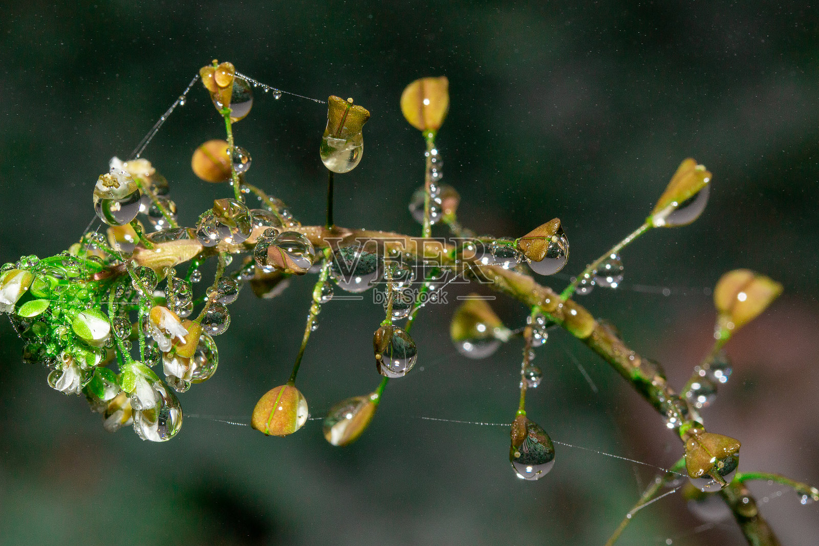 雨滴落在树叶和植物上照片摄影图片