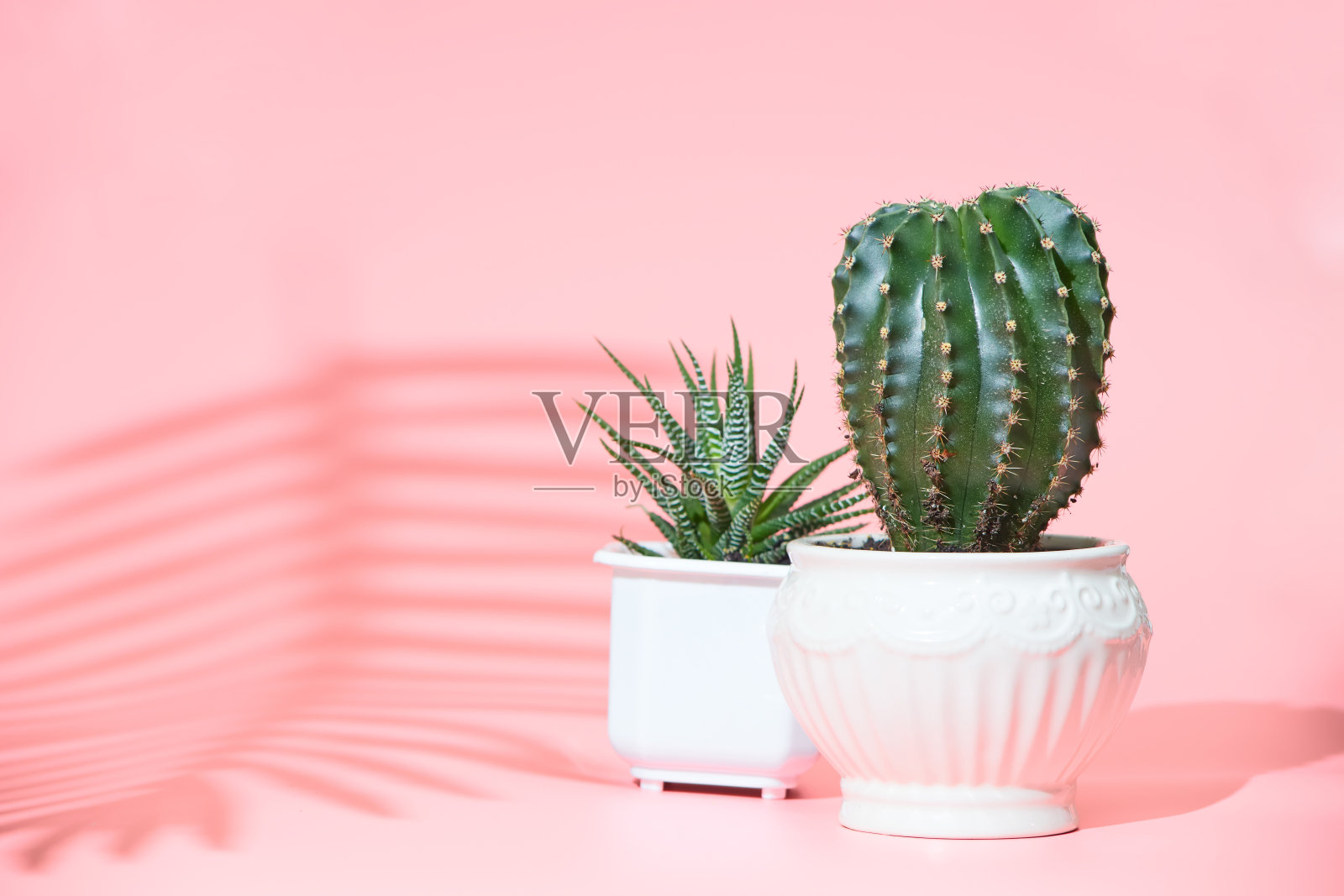 淡粉色背景上的仙人掌，copyspace照片摄影图片