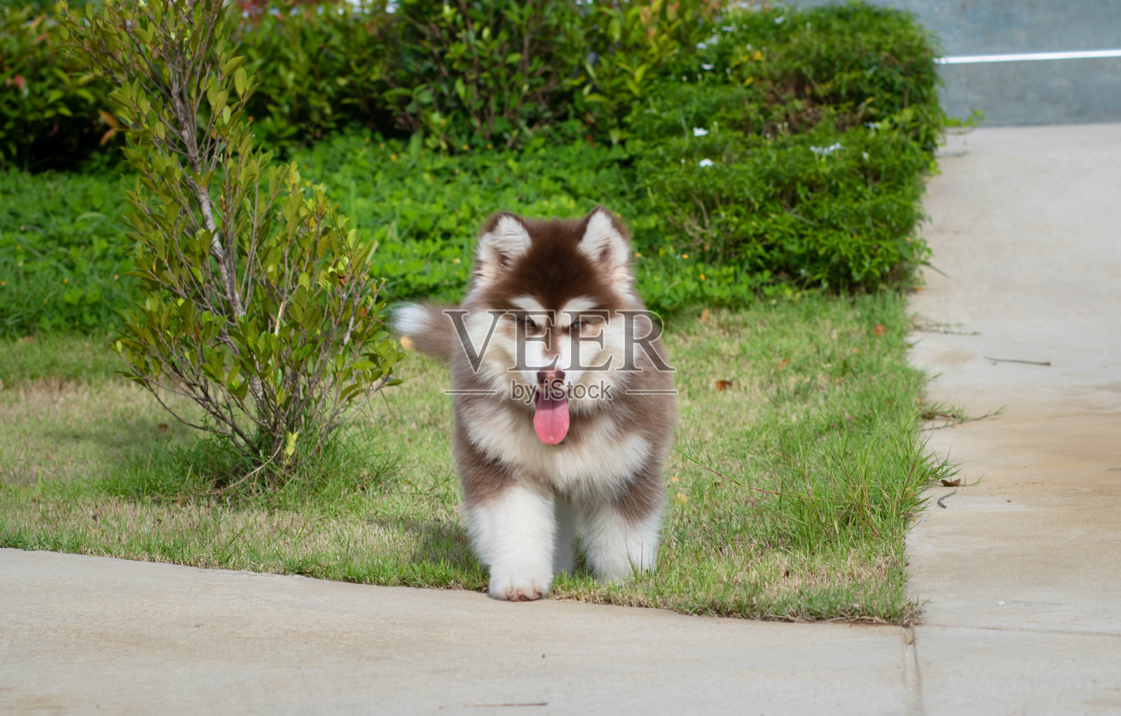 可爱的西伯利亚哈士奇小狗在草地上。西伯利亚哈士奇小狗在户外散步。红白蓝眼的西伯利亚哈士奇小狗。照片摄影图片