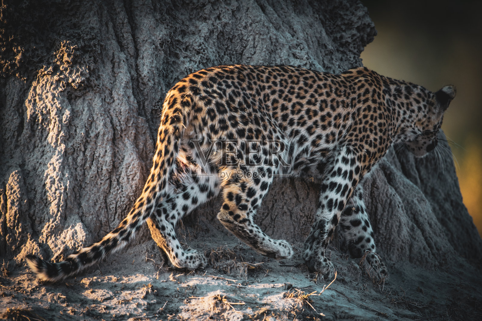 单只雄性幼豹在波斯瓦纳的奥卡万戈三角洲休息照片摄影图片