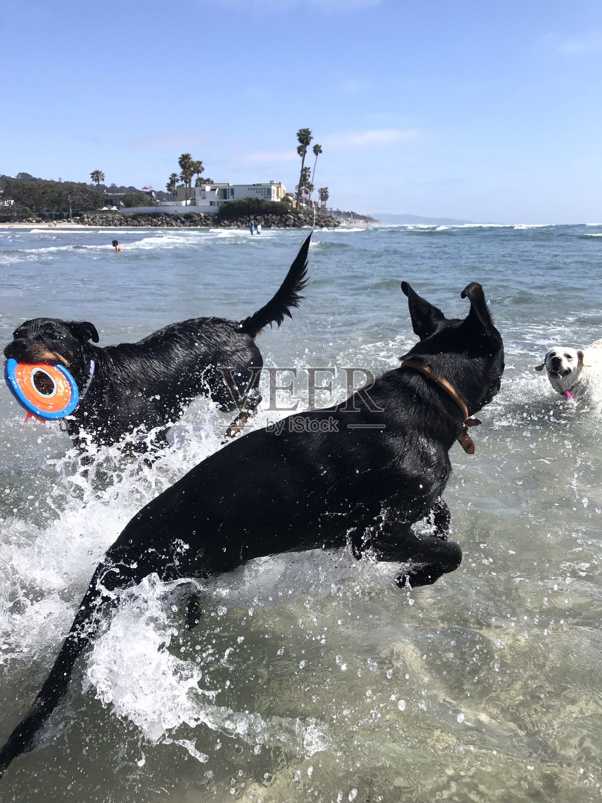 三条狗，一个飞盘照片摄影图片