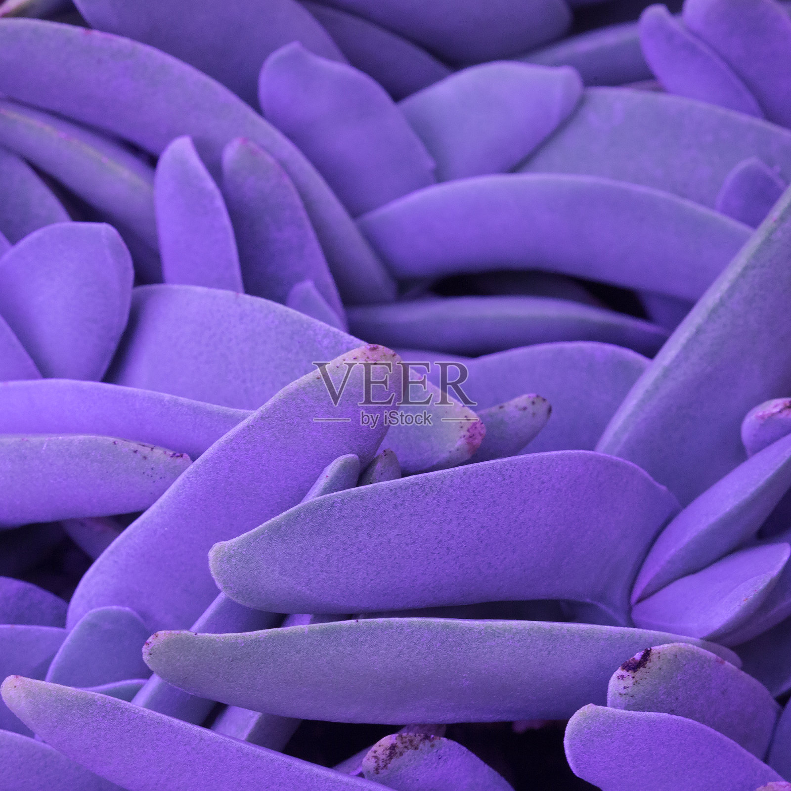 紫色的叶子纹理。工厂。色彩缤纷的植物设计理念照片摄影图片