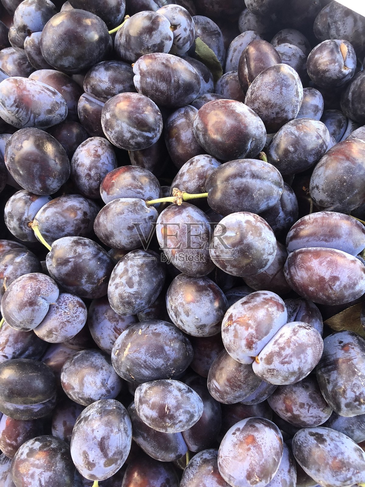 新鲜的紫色的李子照片摄影图片