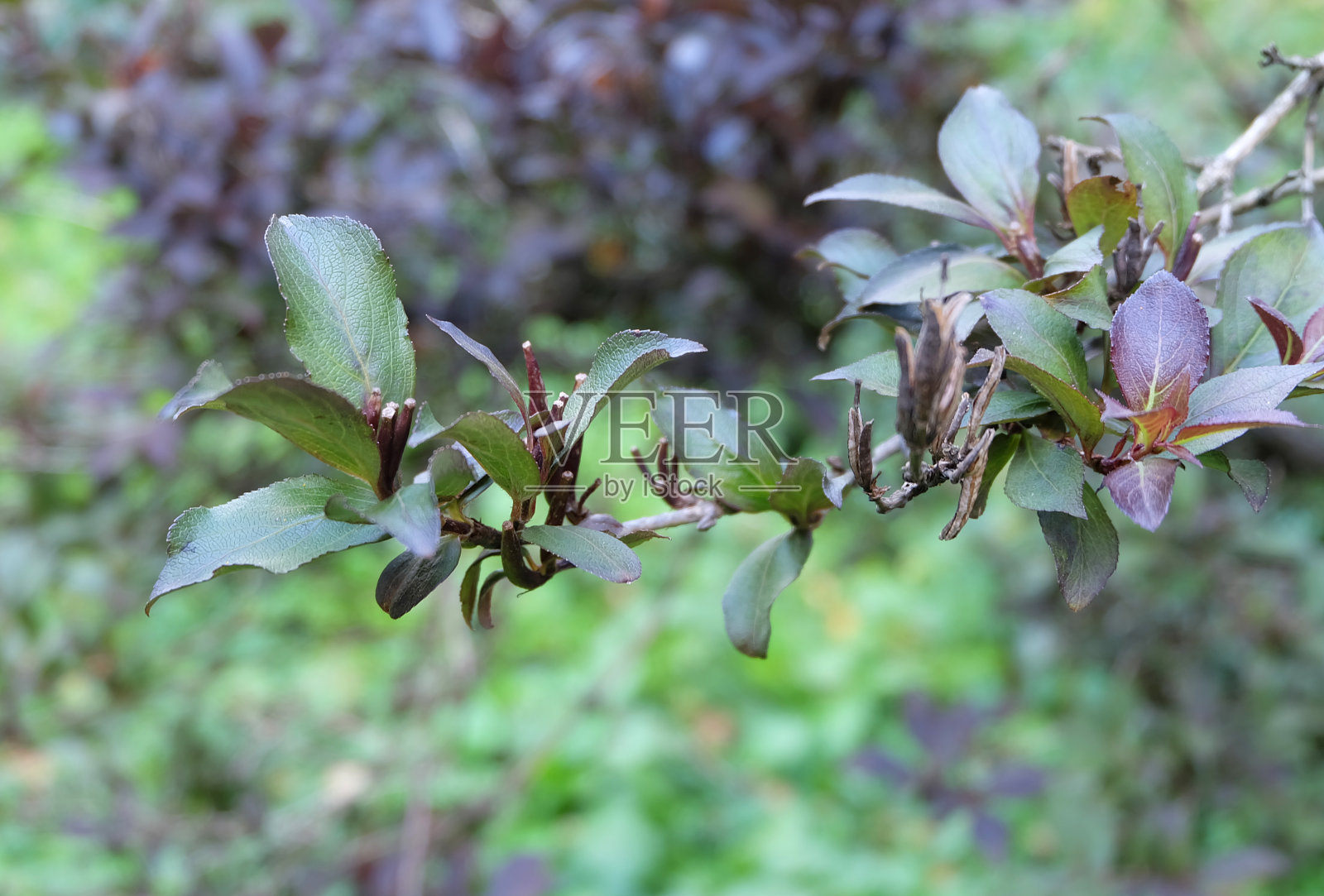 一种观赏灌木的分支，佛罗里达(邦吉)照片摄影图片