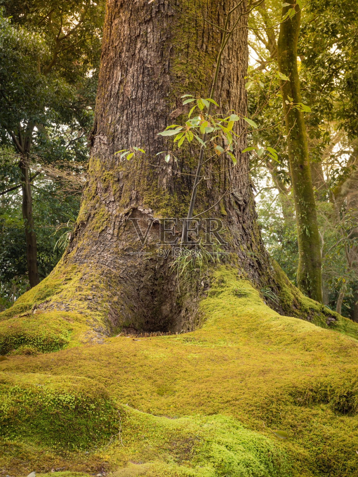 美丽的绿色苔藓覆盖在花园或公园的根部。照片摄影图片