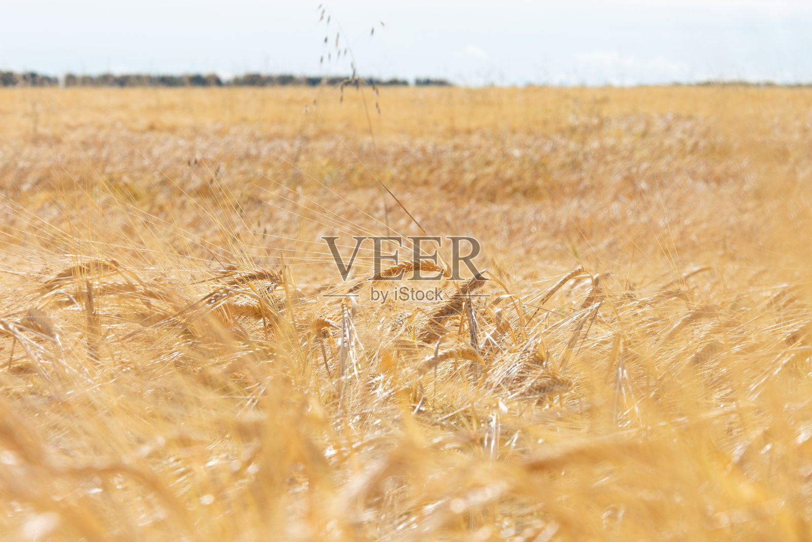 金色麦田，特写镜头照片摄影图片