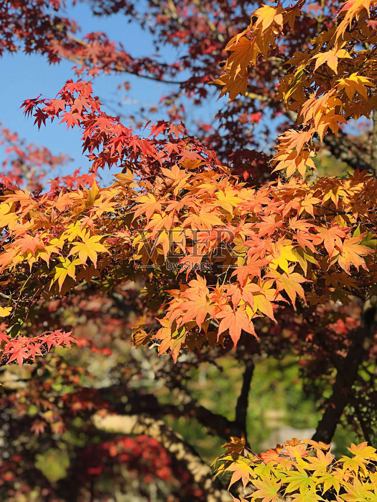 日本京都秋天五颜六色的枫叶。照片摄影图片